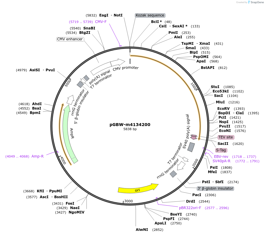 152433-plasmid-map-sequence-id-295445