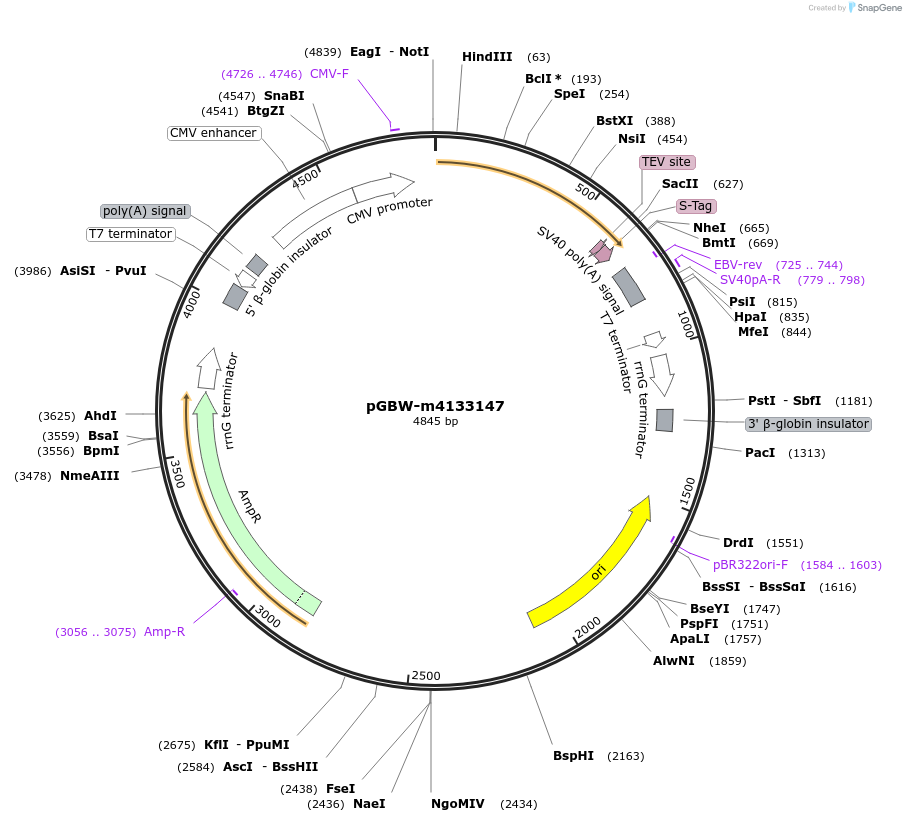152435-plasmid-map-sequence-id-295447