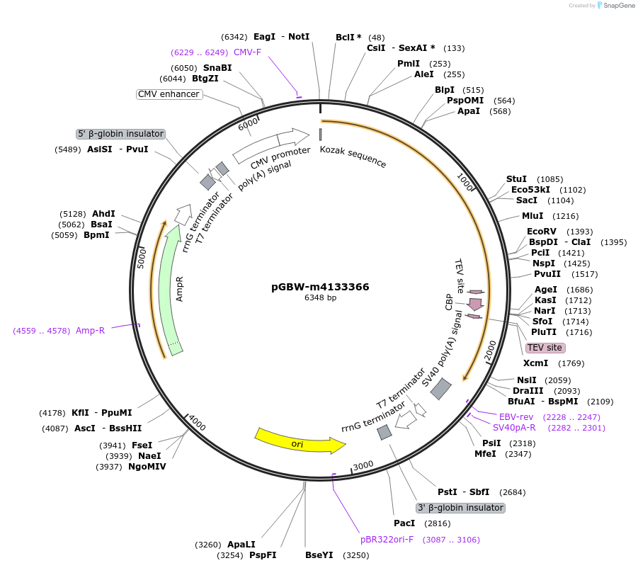 152439-plasmid-map-sequence-id-295451