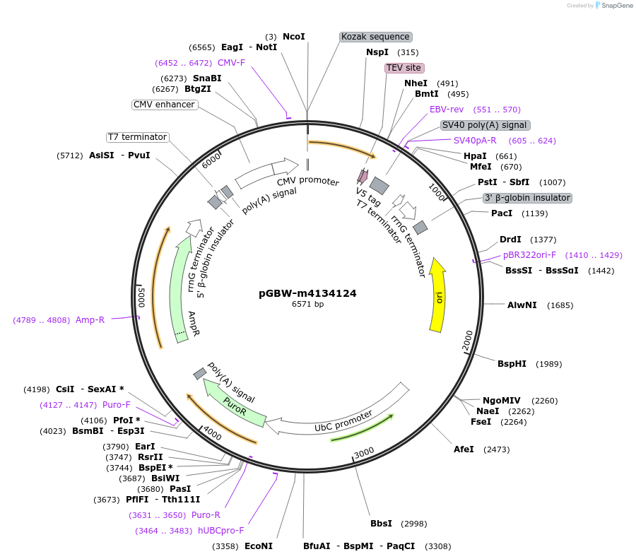 152442-plasmid-map-sequence-id-295454