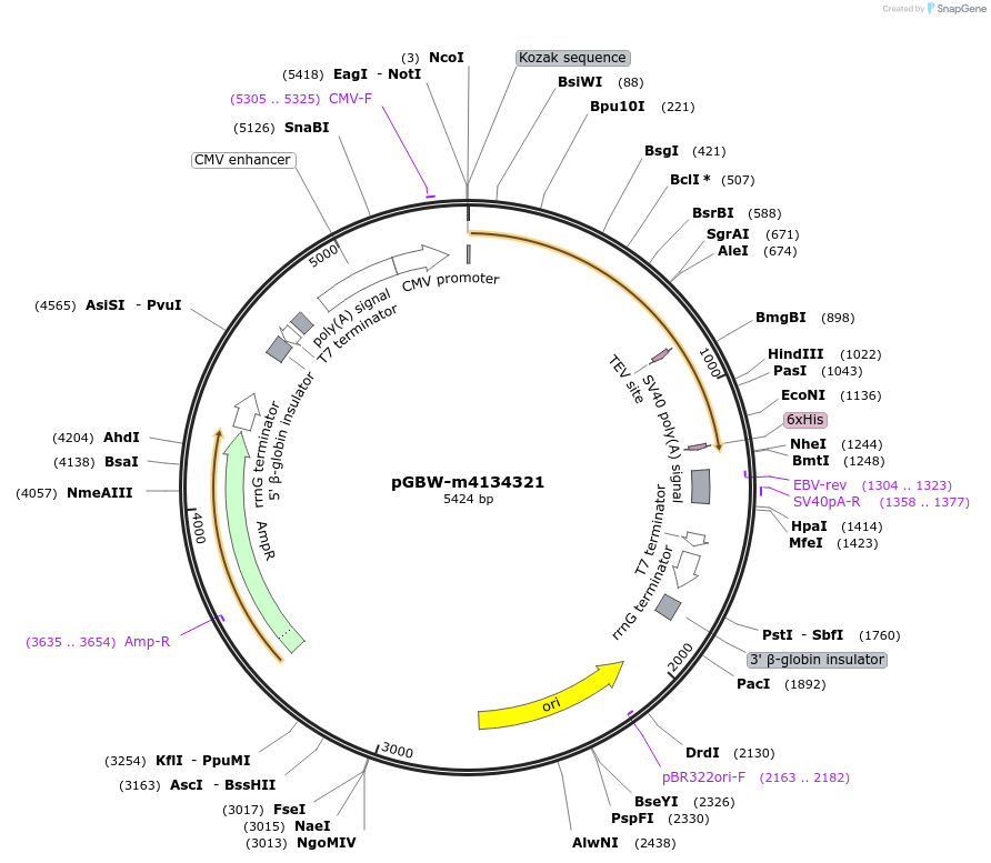 152443-plasmid-map-sequence-id-295455