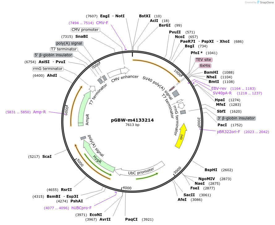 152446-plasmid-map-sequence-id-295458