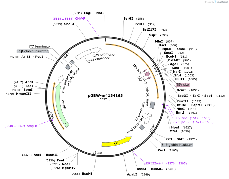152448-plasmid-map-sequence-id-295460