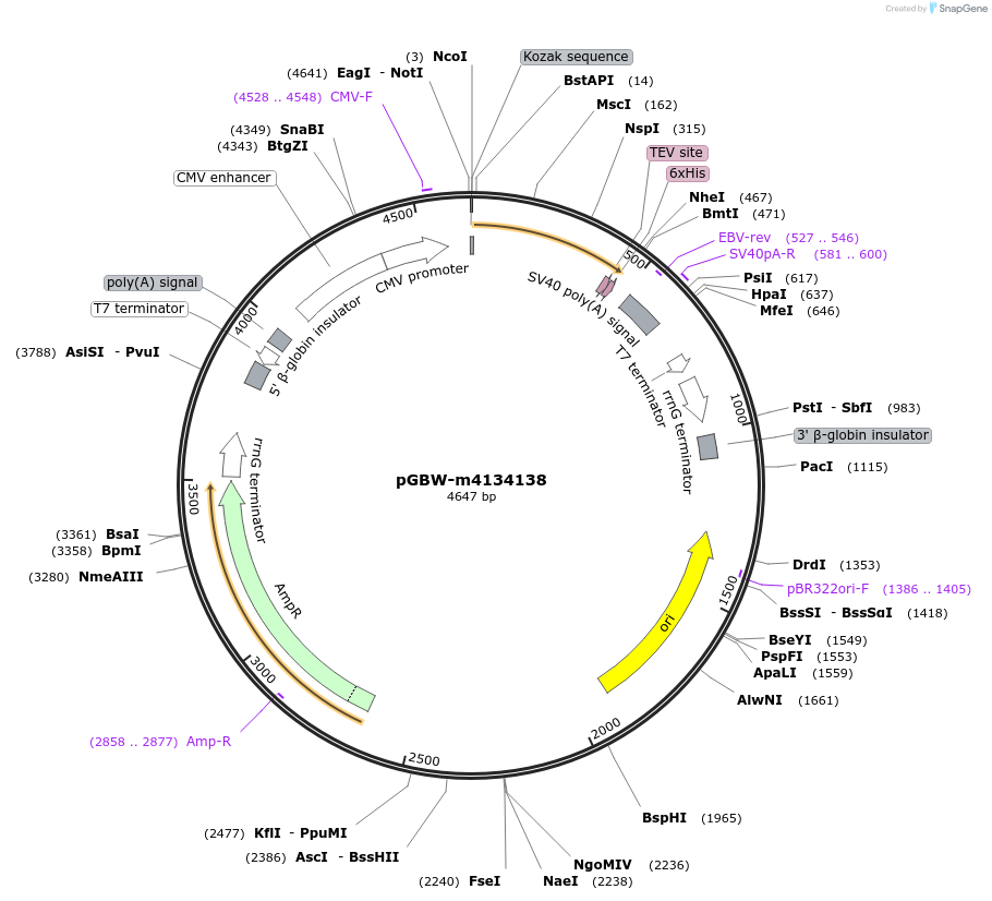 152449-plasmid-map-sequence-id-295461