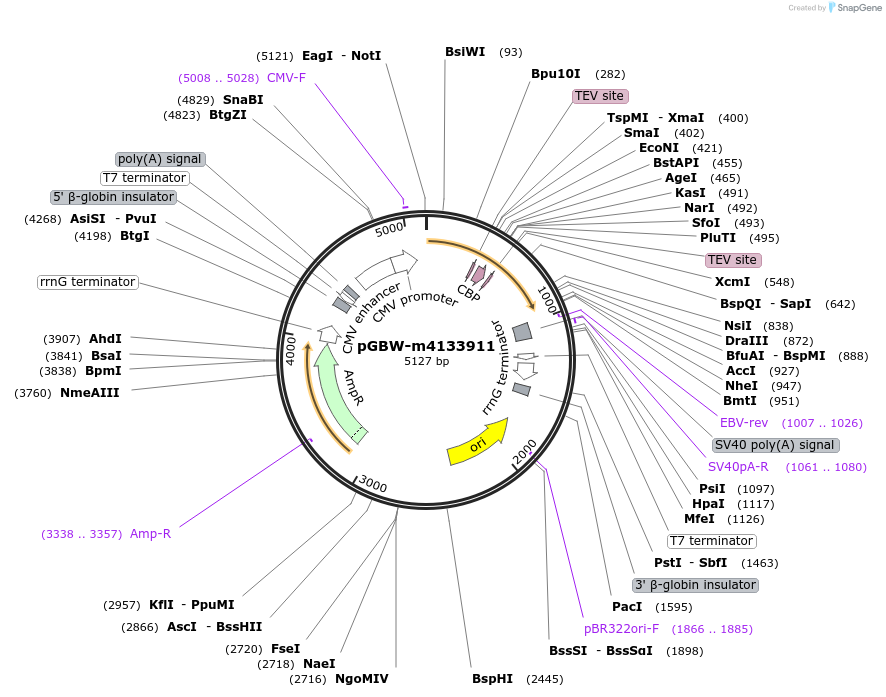 152452-plasmid-map-sequence-id-295464