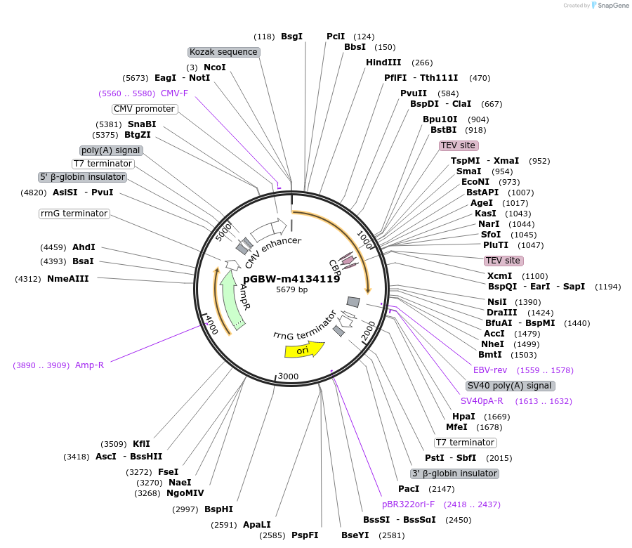 152453-plasmid-map-sequence-id-295465