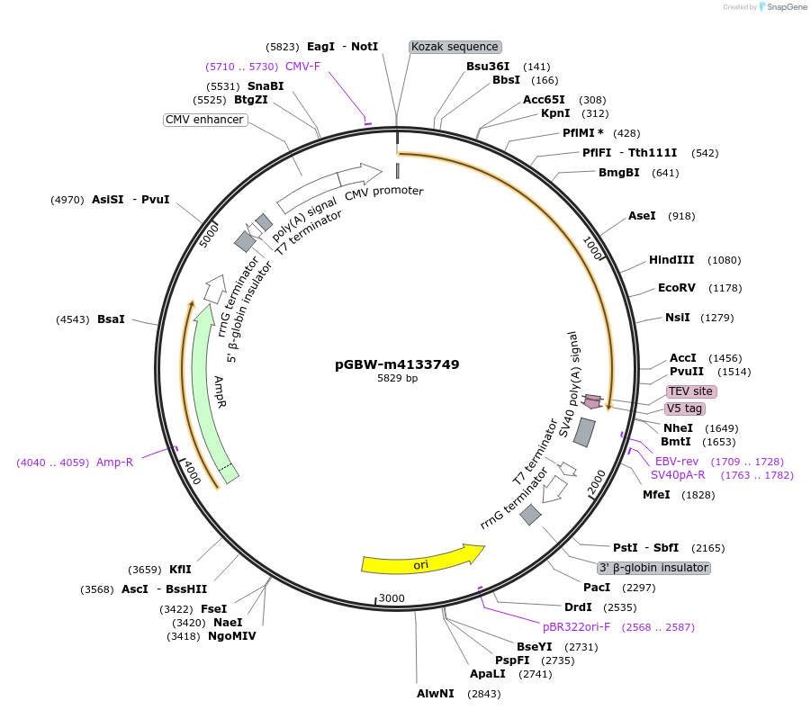 152456-plasmid-map-sequence-id-295468