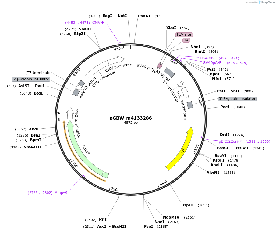 152458-plasmid-map-sequence-id-295470