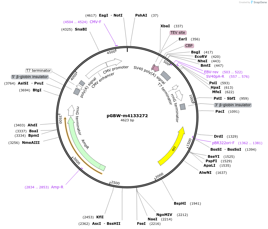 152459-plasmid-map-sequence-id-295471