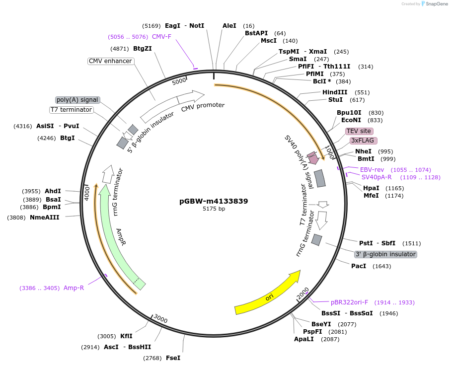 152467-plasmid-map-sequence-id-295479