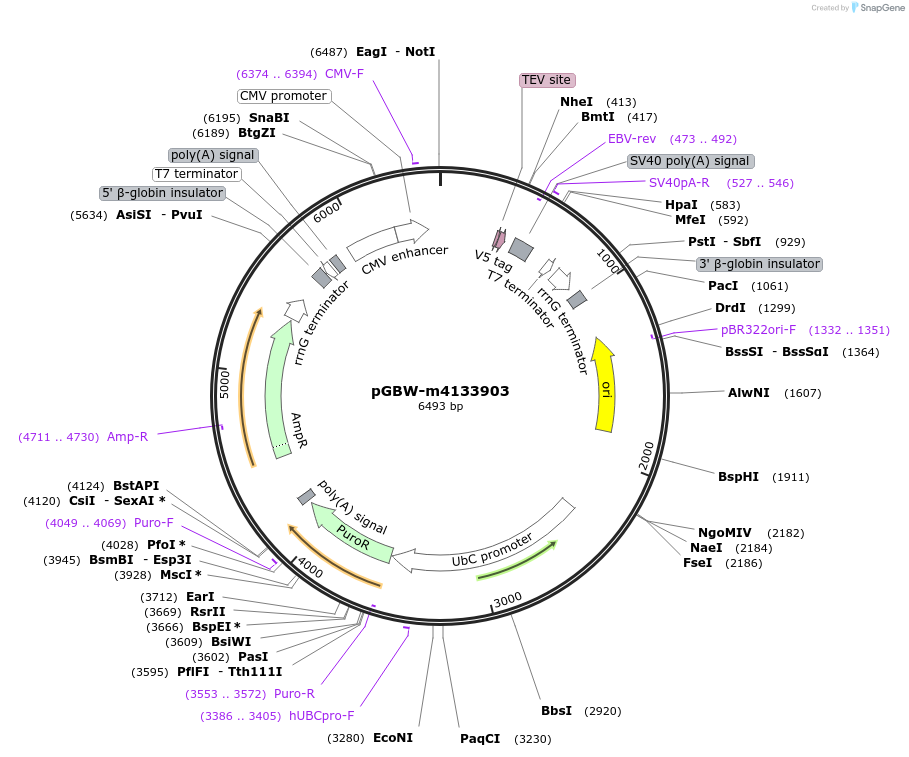 152472-plasmid-map-sequence-id-295484