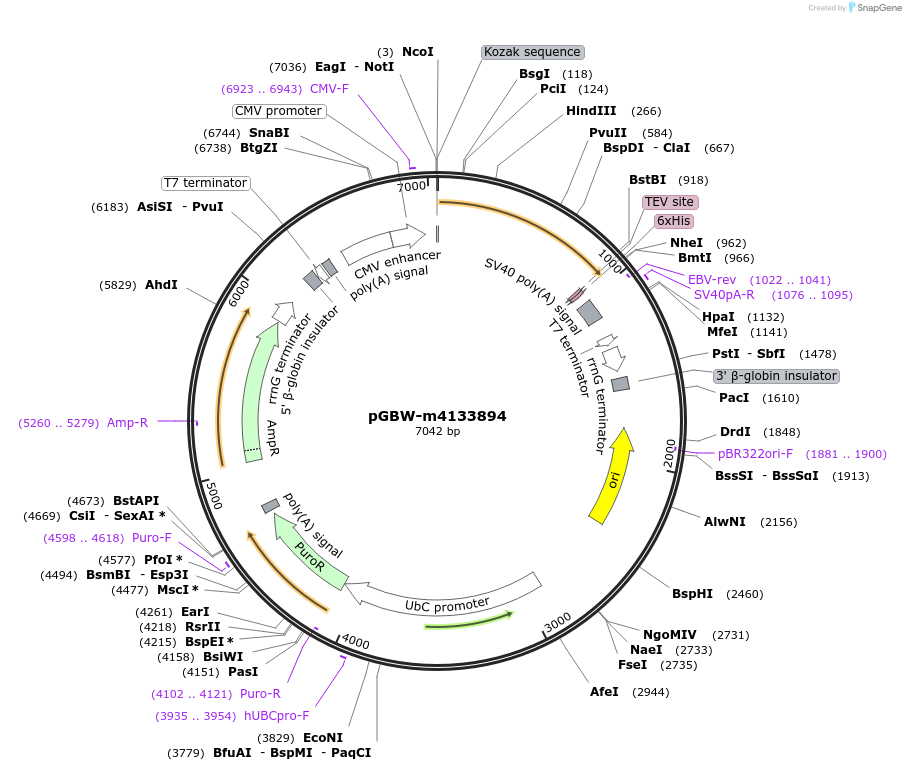 152474-plasmid-map-sequence-id-295486