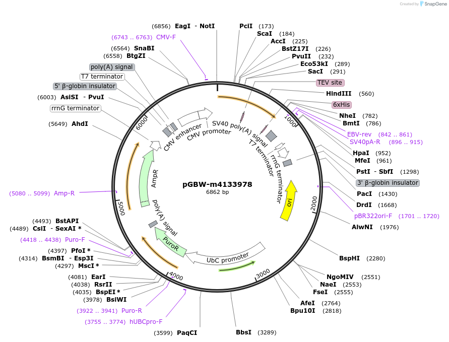 152477-plasmid-map-sequence-id-295489