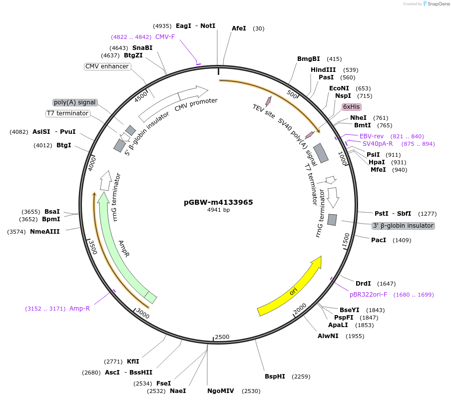 152479-plasmid-map-sequence-id-295491