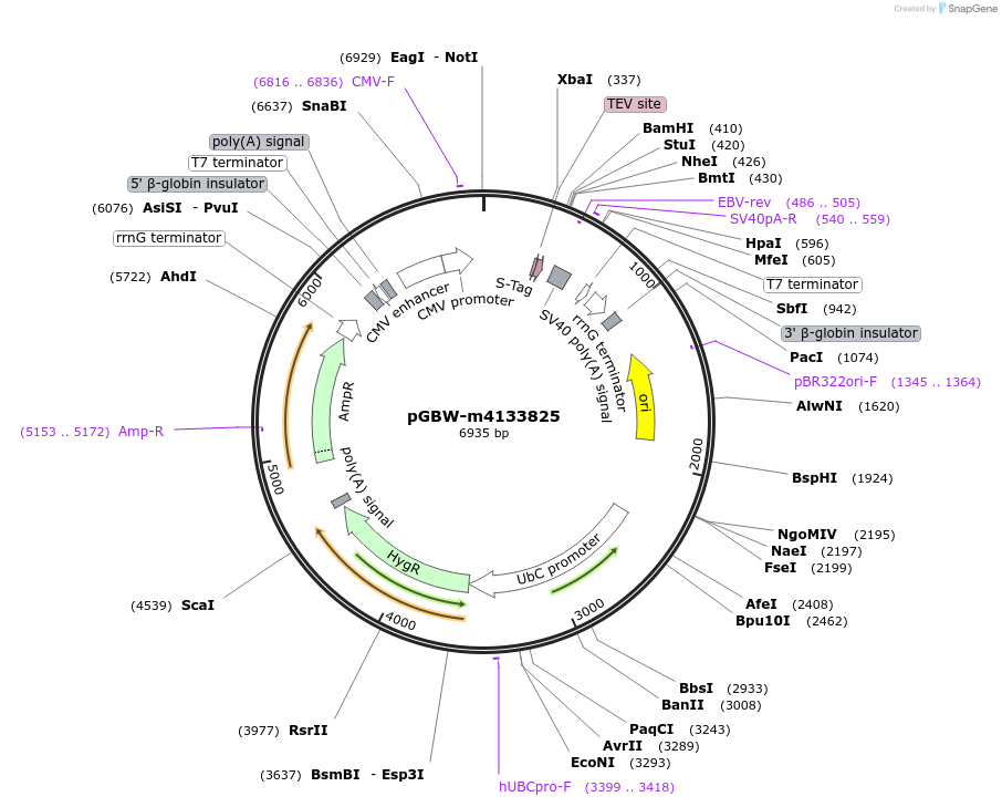152480-plasmid-map-sequence-id-295492