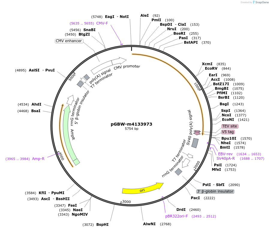 152486-plasmid-map-sequence-id-295498