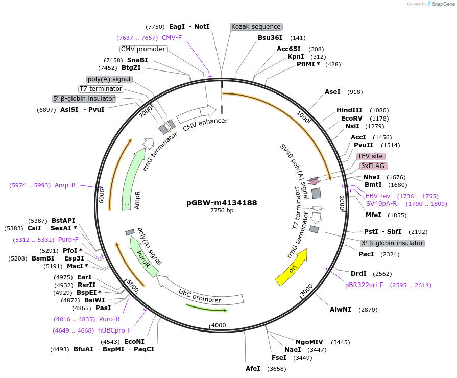152496-plasmid-map-sequence-id-295508