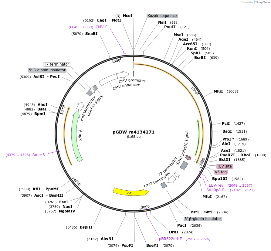 152497-plasmid-map-sequence-id-295509