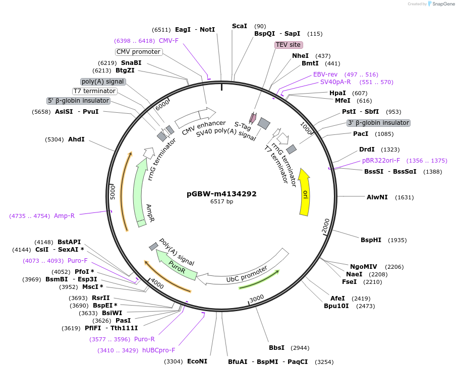152508-plasmid-map-sequence-id-295520
