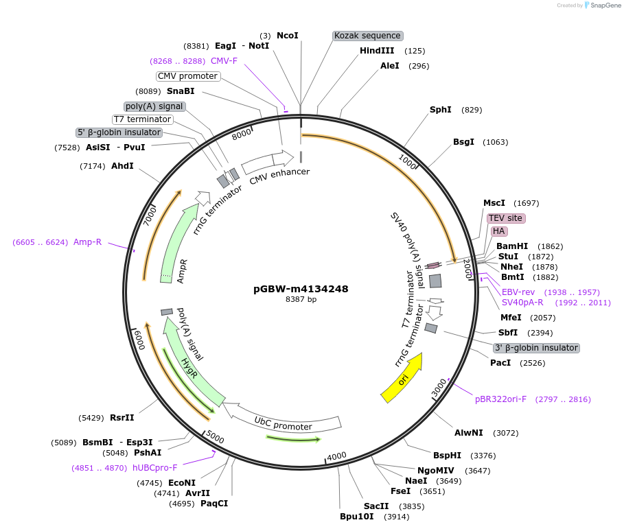 152513-plasmid-map-sequence-id-295525