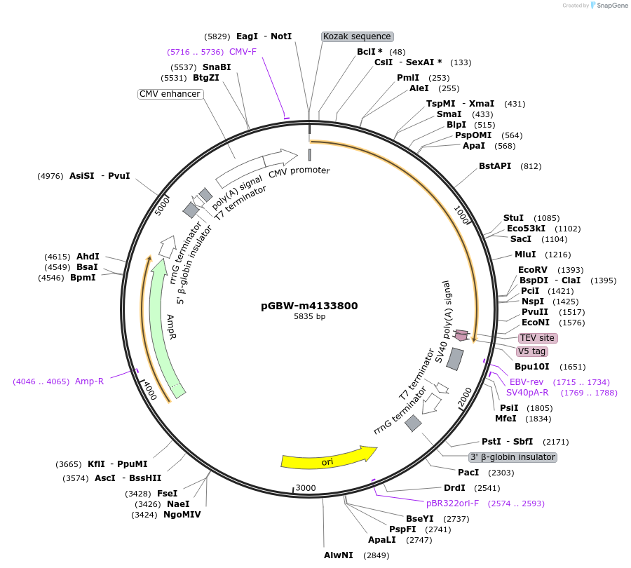152516-plasmid-map-sequence-id-295528