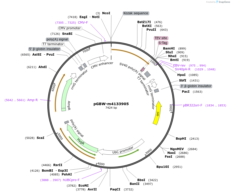 152518-plasmid-map-sequence-id-295530