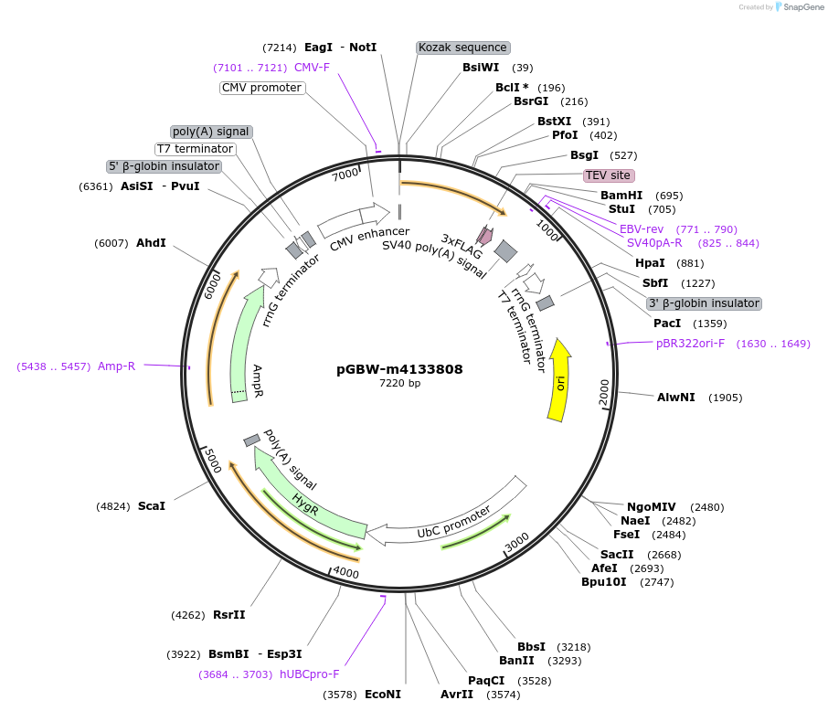 152525-plasmid-map-sequence-id-295537