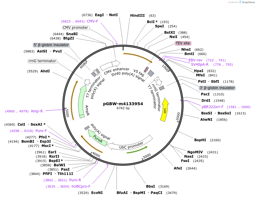 152531-plasmid-map-sequence-id-295543