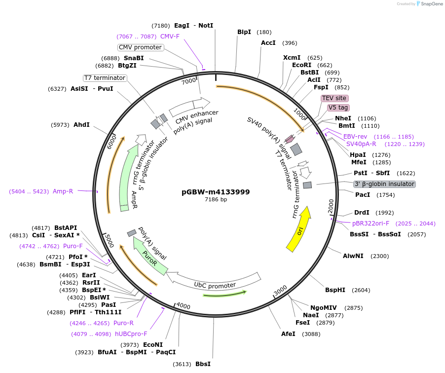 152532-plasmid-map-sequence-id-295544
