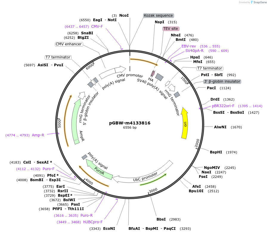 152537-plasmid-map-sequence-id-295549