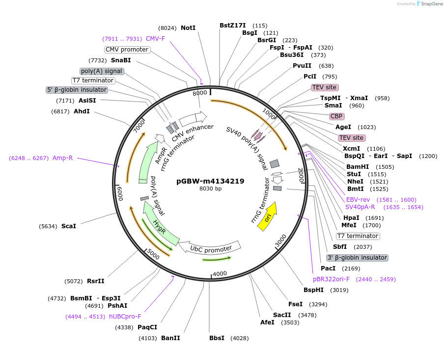 152544-plasmid-map-sequence-id-295556