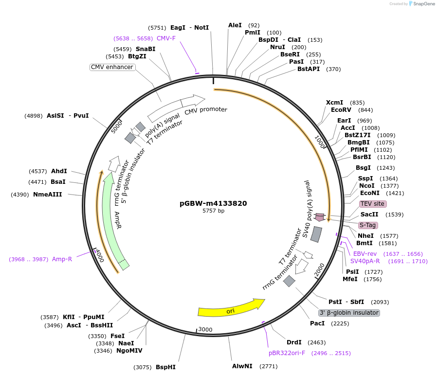 152547-plasmid-map-sequence-id-295559