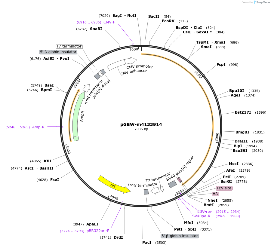 152552-plasmid-map-sequence-id-295564