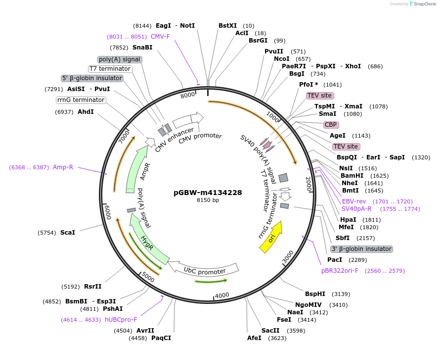 152566-plasmid-map-sequence-id-295578