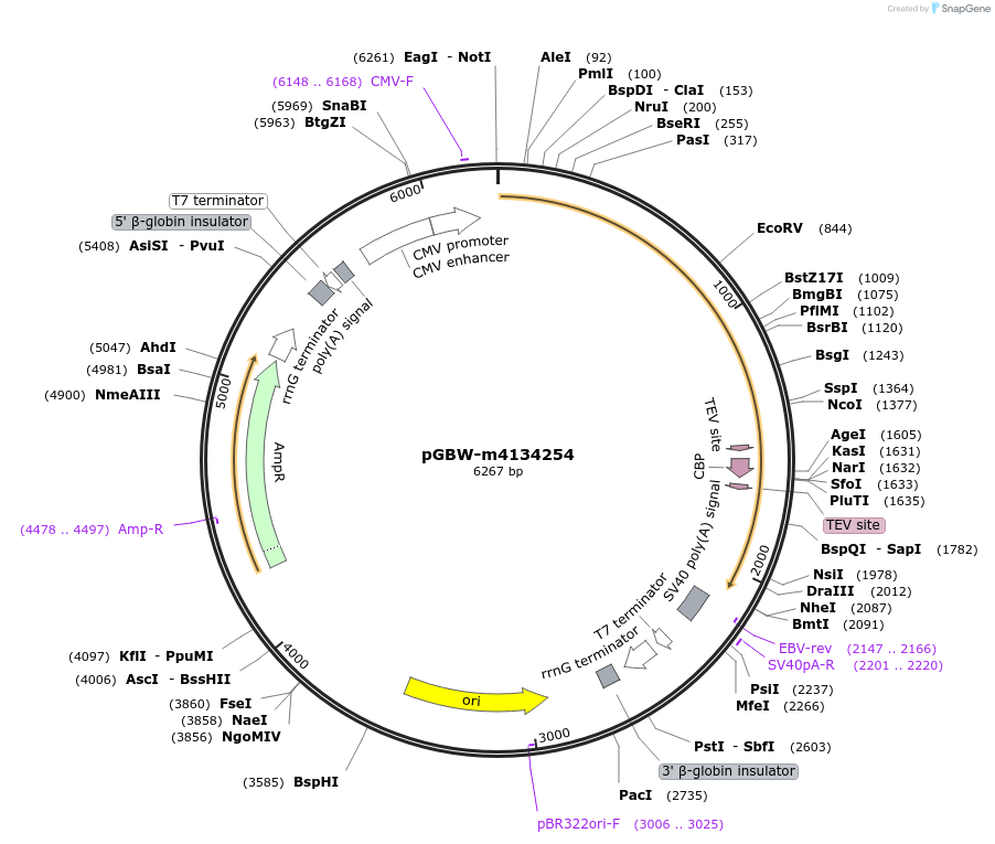 152572-plasmid-map-sequence-id-295584