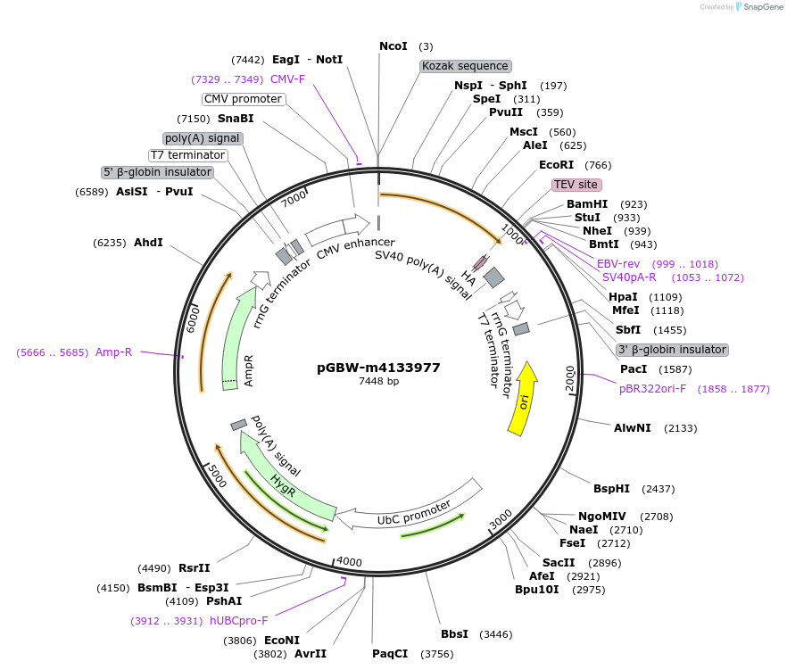 152575-plasmid-map-sequence-id-295587