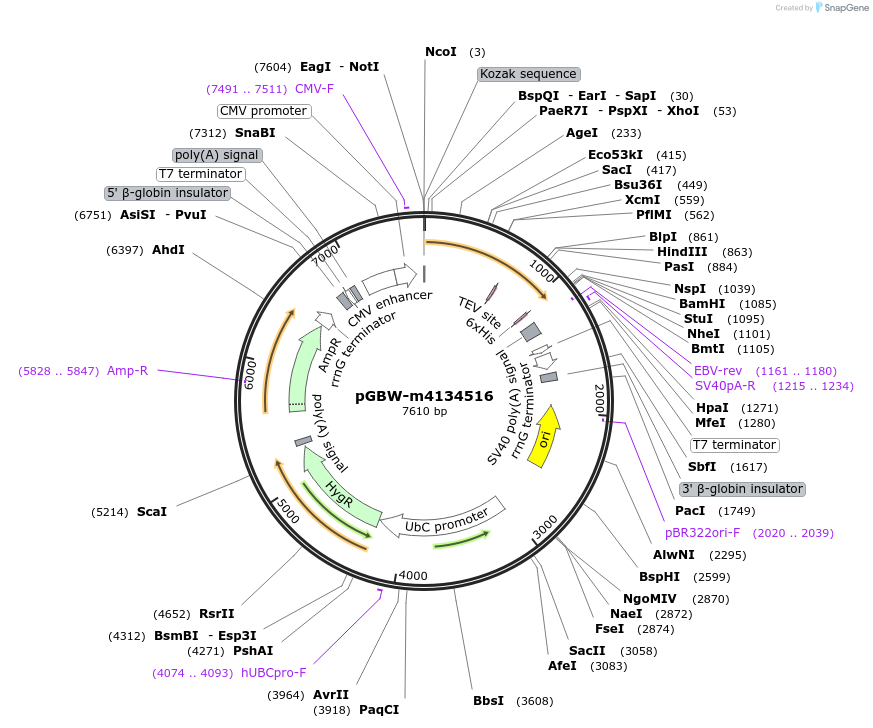 152581-plasmid-map-sequence-id-295593