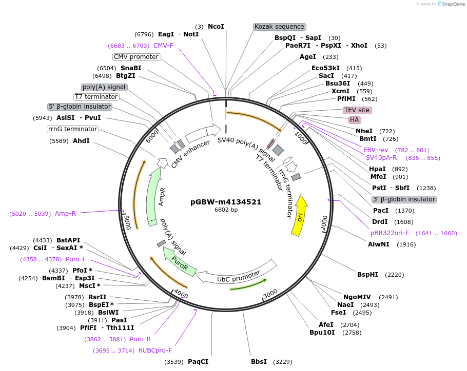 152603-plasmid-map-sequence-id-295615