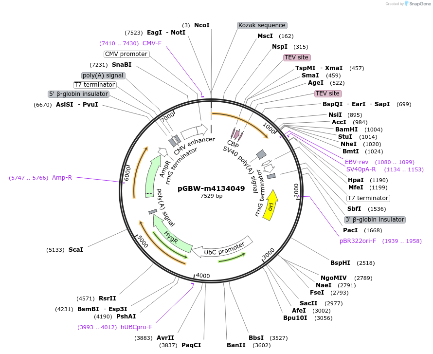 152608-plasmid-map-sequence-id-295620