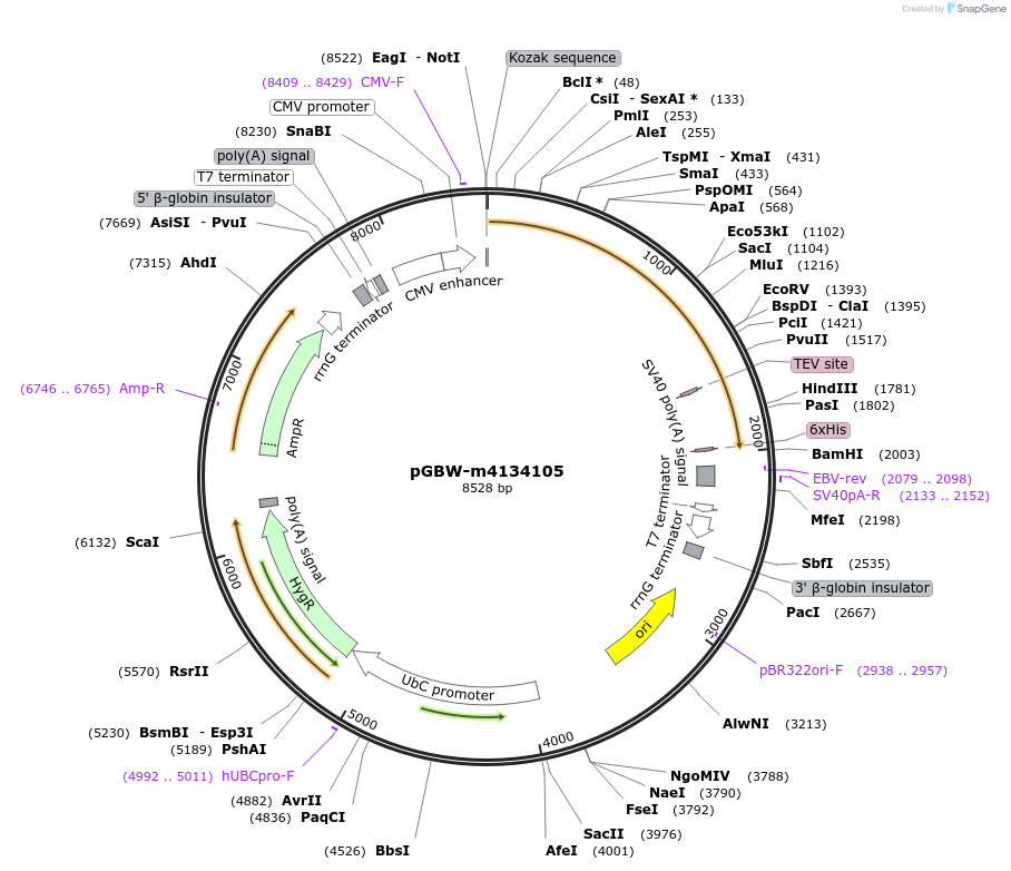 152609-plasmid-map-sequence-id-295621