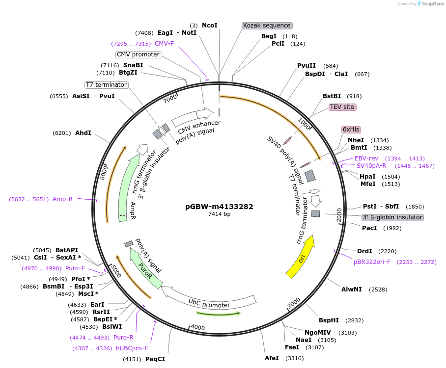 152610-plasmid-map-sequence-id-295622
