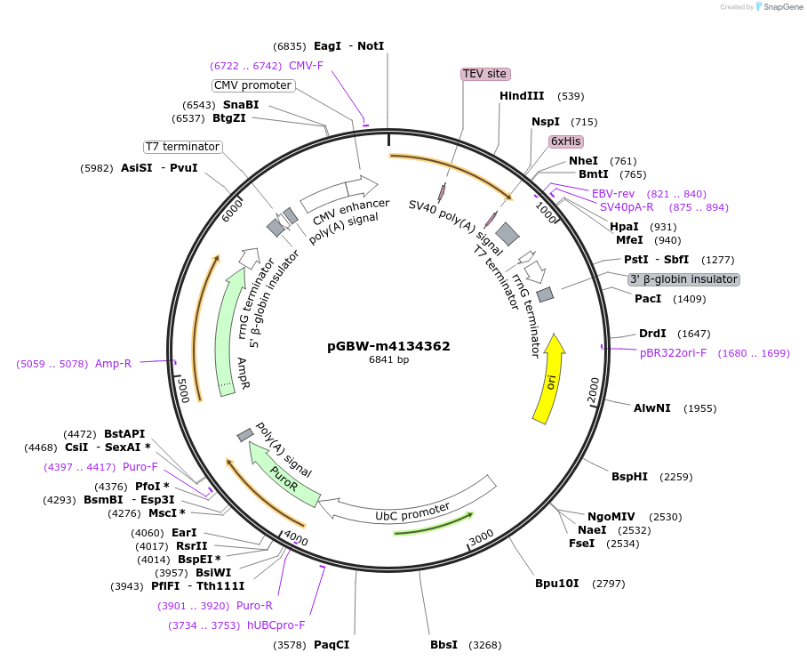 152612-plasmid-map-sequence-id-295624