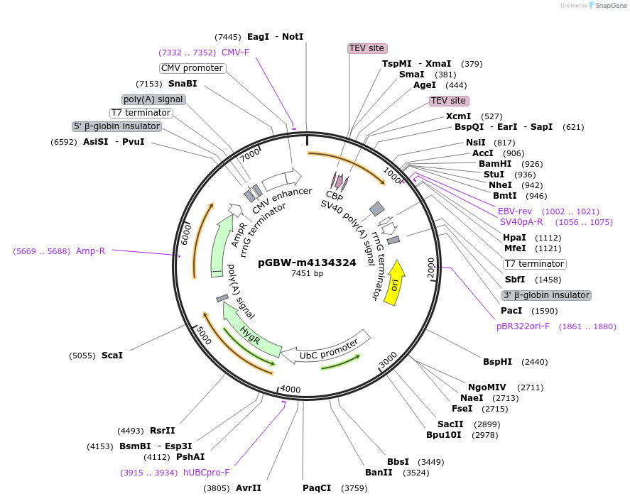 152613-plasmid-map-sequence-id-295625