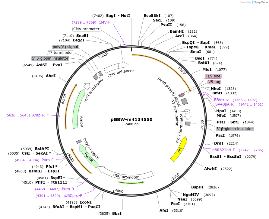 152617-plasmid-map-sequence-id-295629