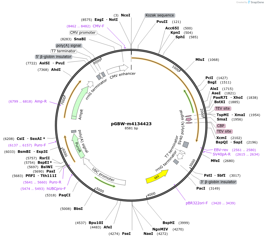 152624-plasmid-map-sequence-id-295636