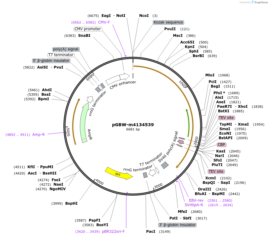 152627-plasmid-map-sequence-id-295639