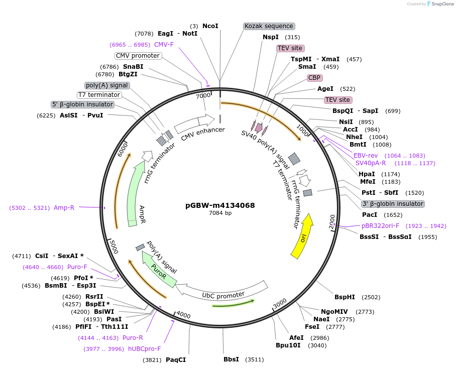 152643-plasmid-map-sequence-id-295655