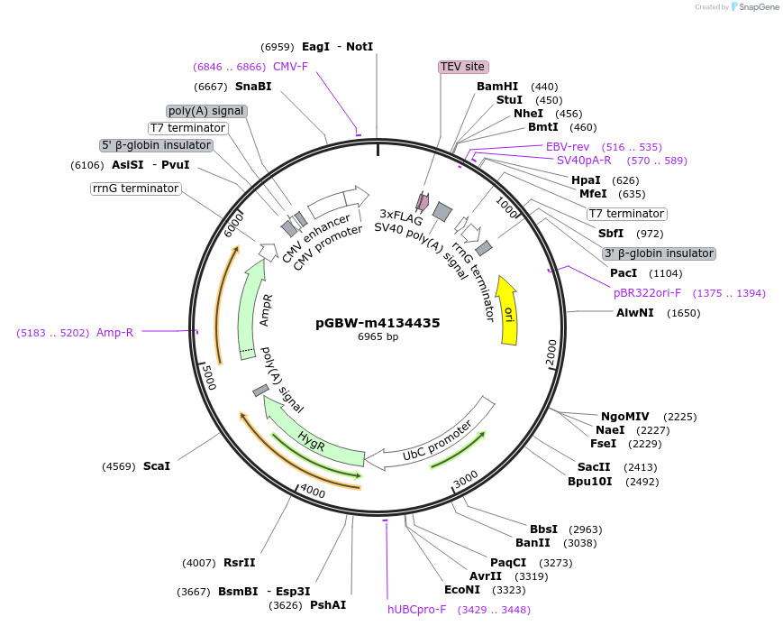 152647-plasmid-map-sequence-id-295659