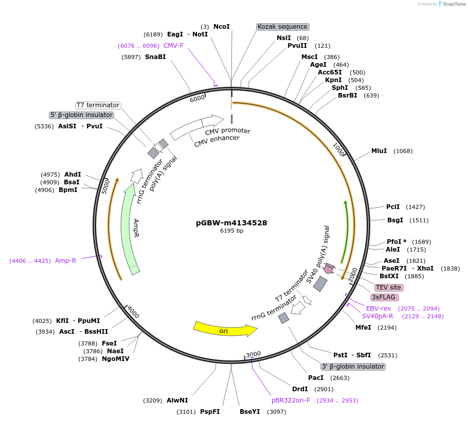 152650-plasmid-map-sequence-id-295662
