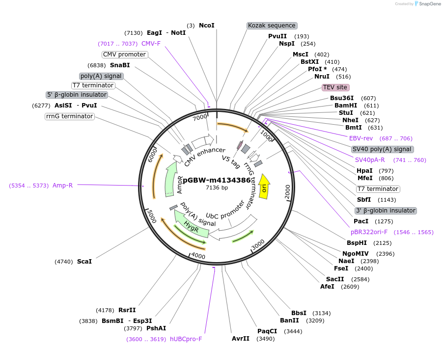 152669-plasmid-map-sequence-id-295681